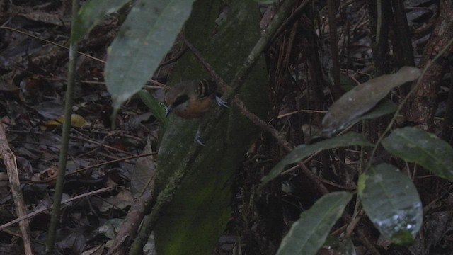 Black-faced Antbird - ML532581631