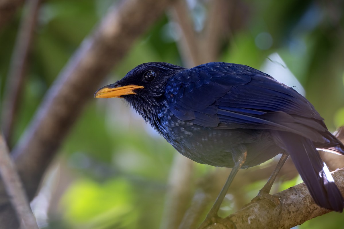 Blue Whistling-Thrush (Yellow-billed) - Julie Edgley