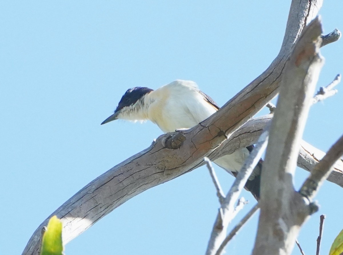 Restless Flycatcher - ML532582071