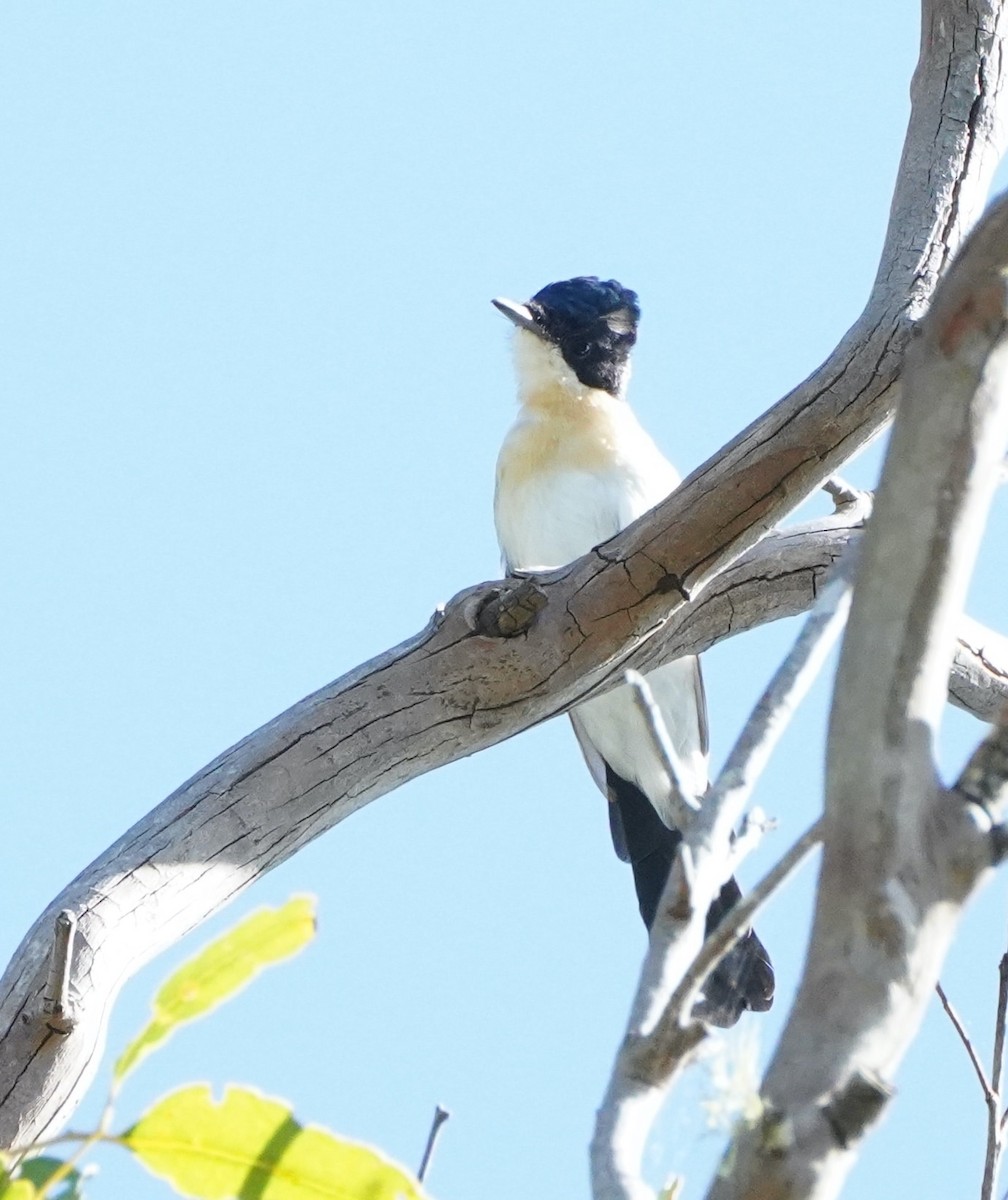 Restless Flycatcher - Ian Kerr