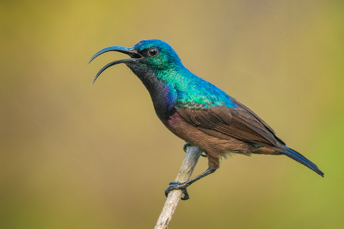 Loten's Sunbird - ML532582991