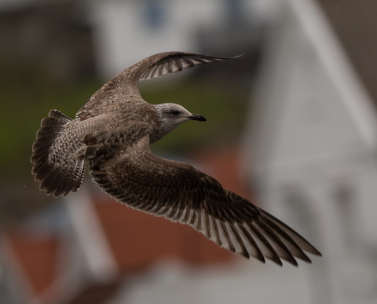 American Herring Gull - Tor Egil Høgsås