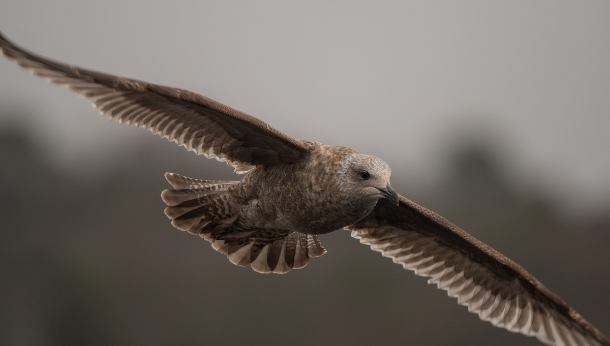 racek stříbřitý (ssp. smithsonianus) - ML532583221