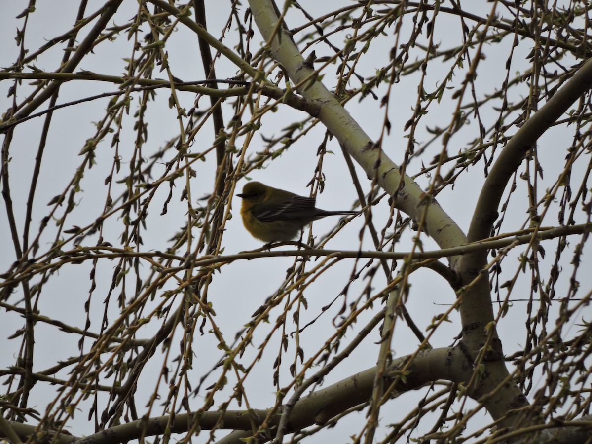 Pine Warbler - ML53258341