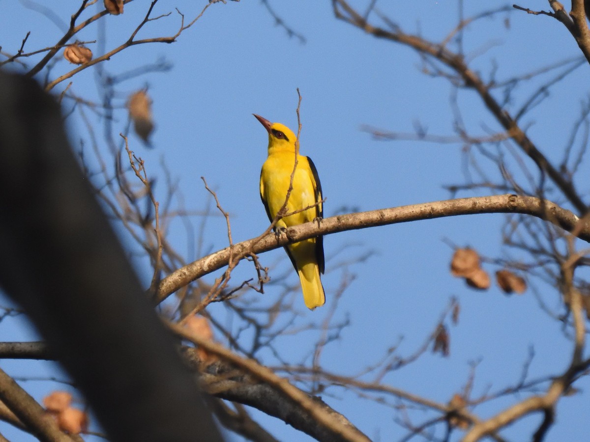 Indian Golden Oriole - ML532583501