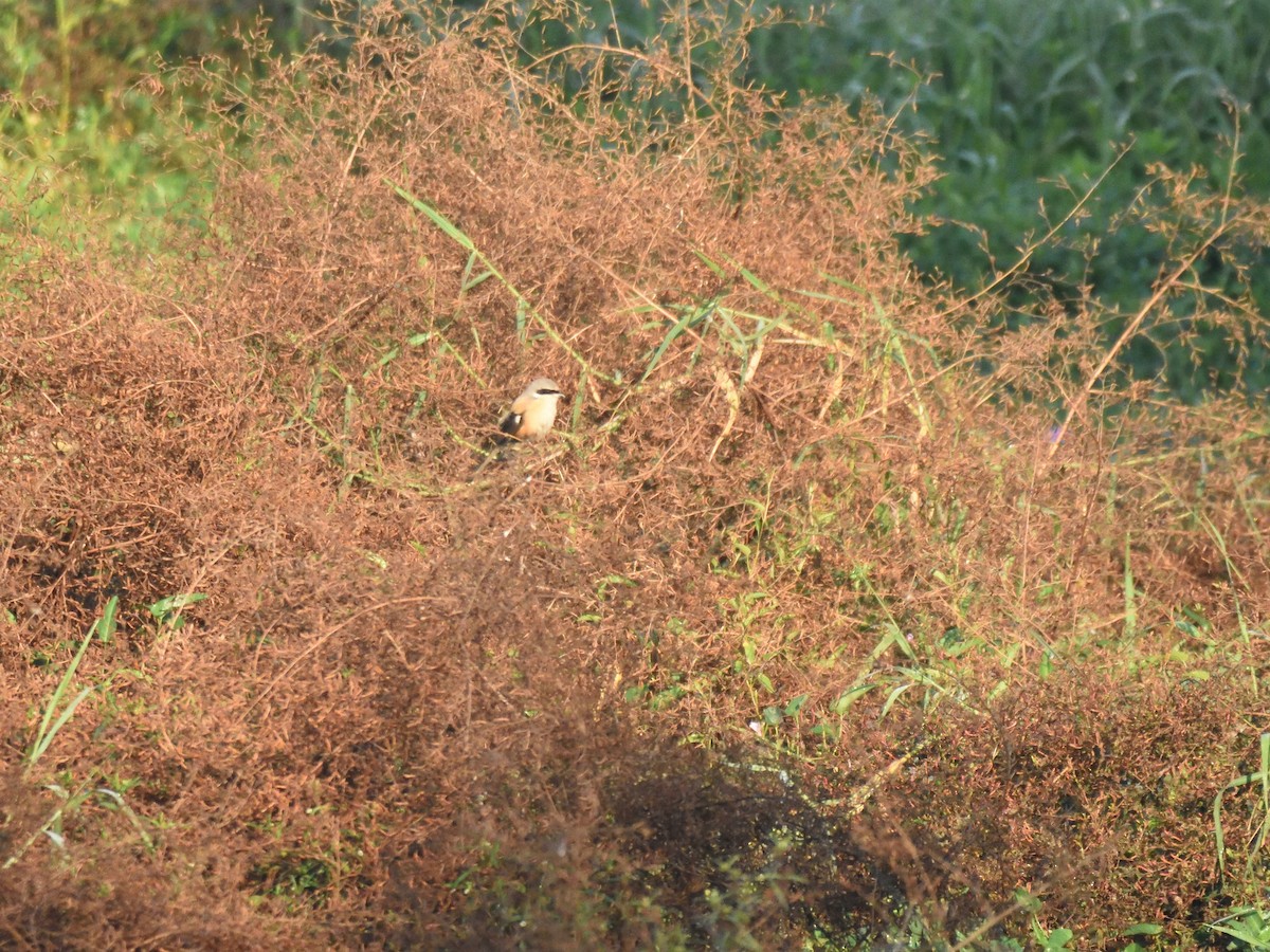 Long-tailed Shrike - ML532583581