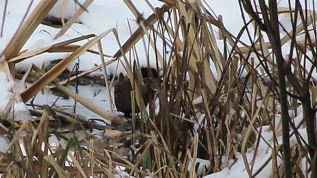 Water Rail - ML532583891