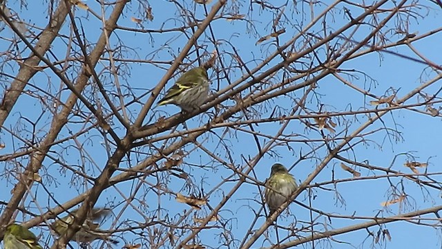 Eurasian Siskin - ML532584171