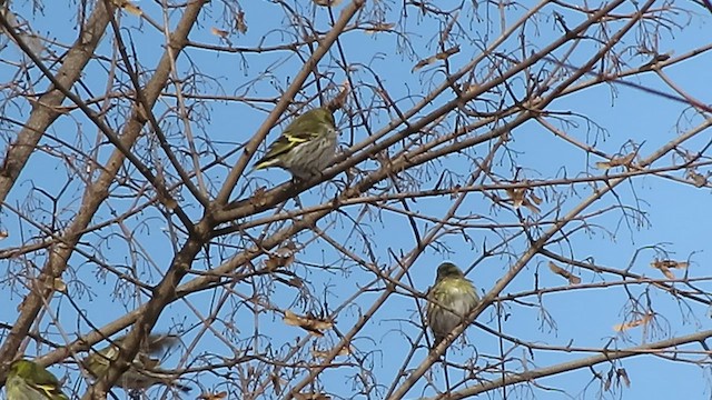 Eurasian Siskin - ML532584171