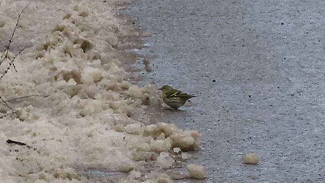 Eurasian Siskin - ML532584181