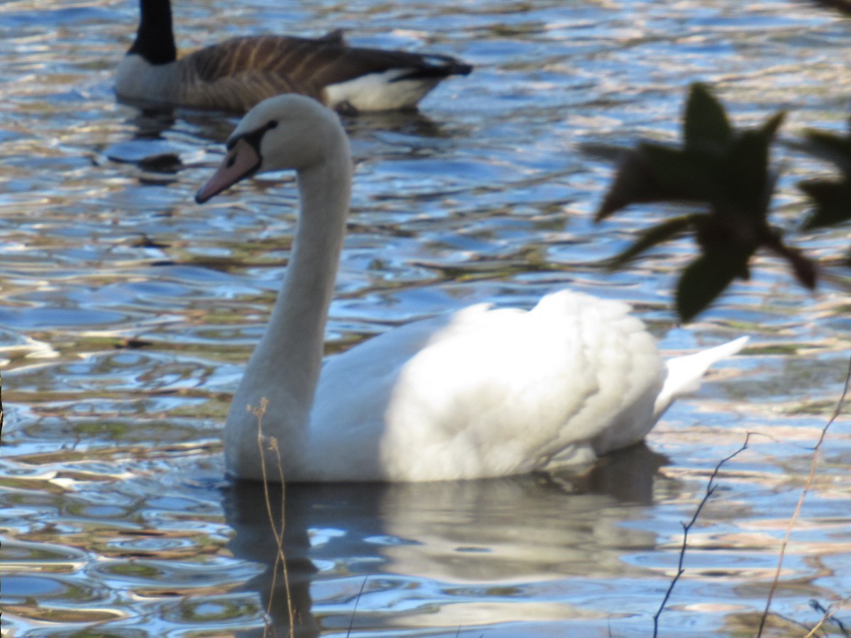 Cygne tuberculé - ML532584451