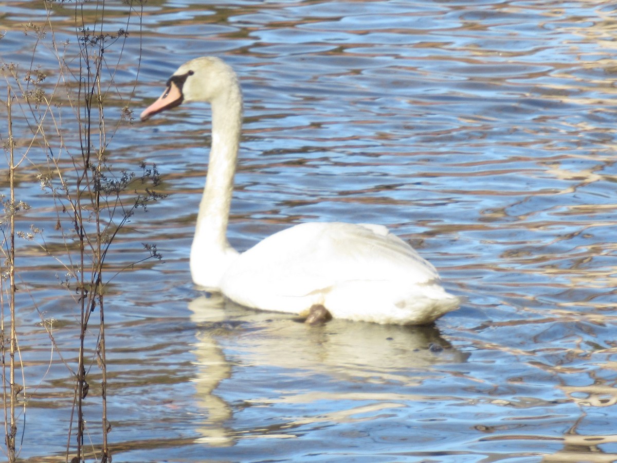 Mute Swan - ML532584461