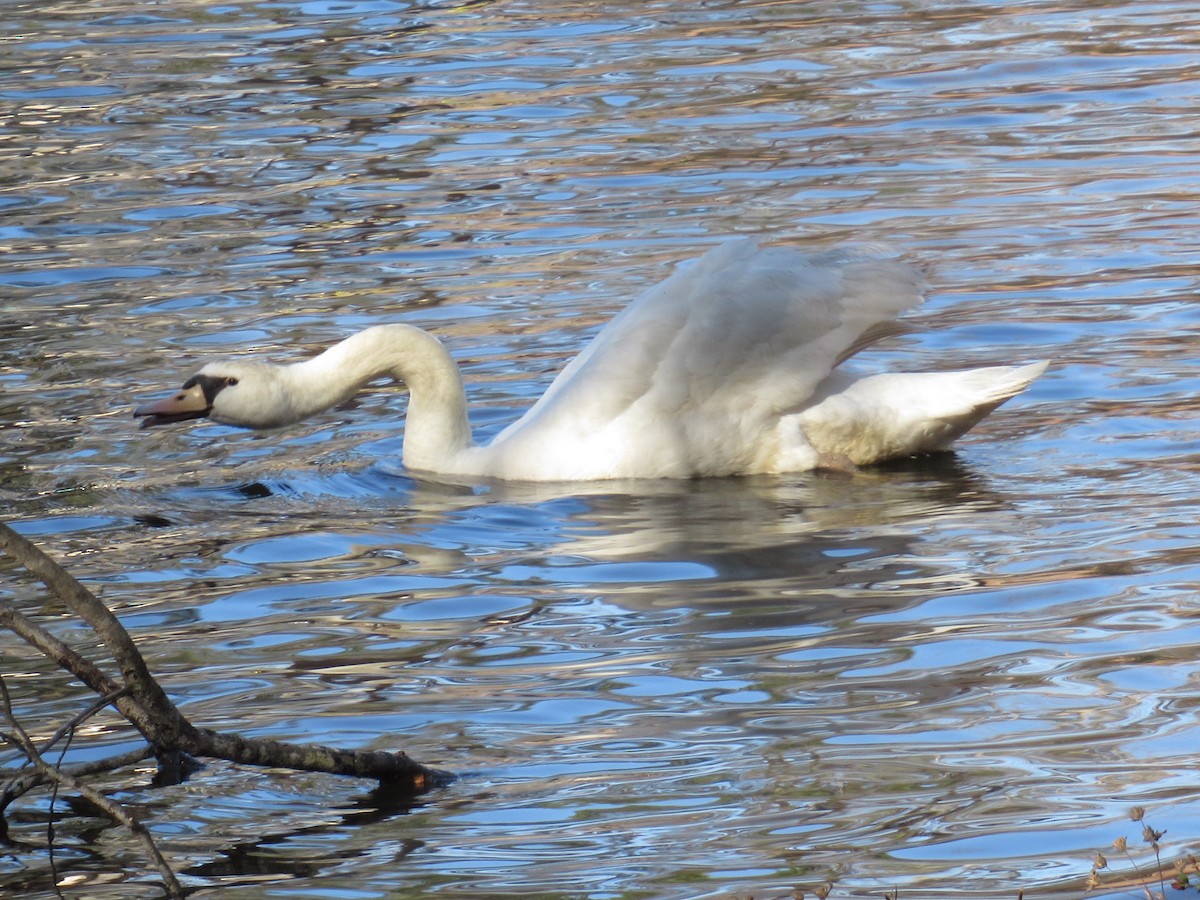 Cygne tuberculé - ML532584481