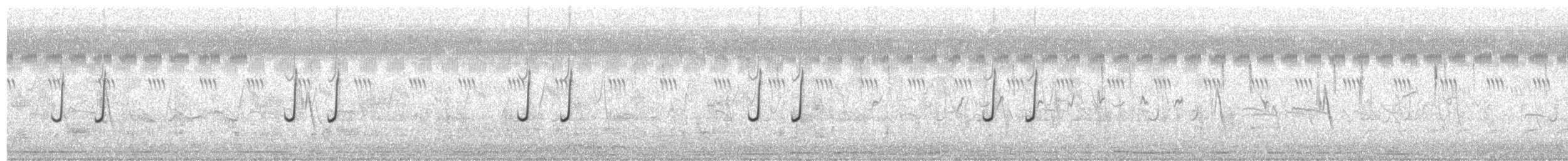 Codorniz Coromandélica - ML532585271