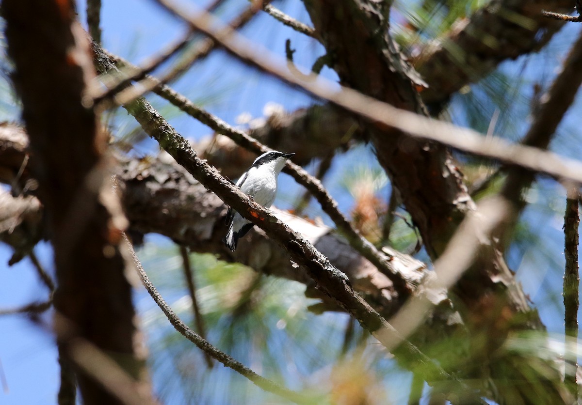 Little Pied Flycatcher - ML532586771