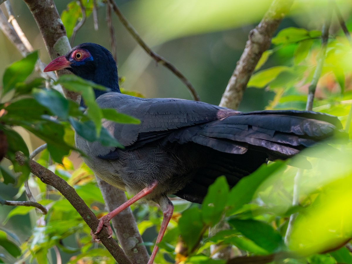 Coral-billed Ground-Cuckoo - ML532587711