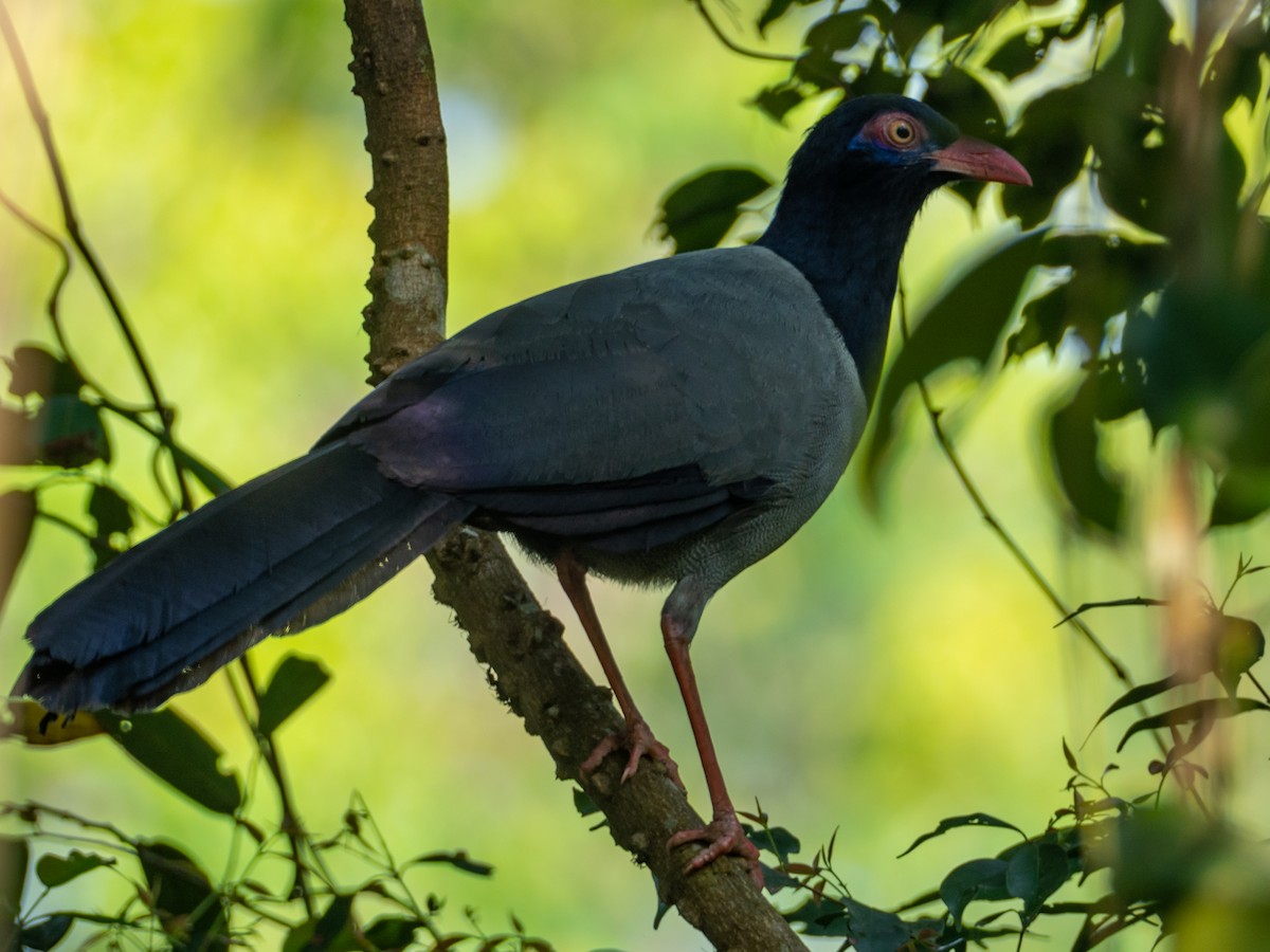 Coral-billed Ground-Cuckoo - ML532587721