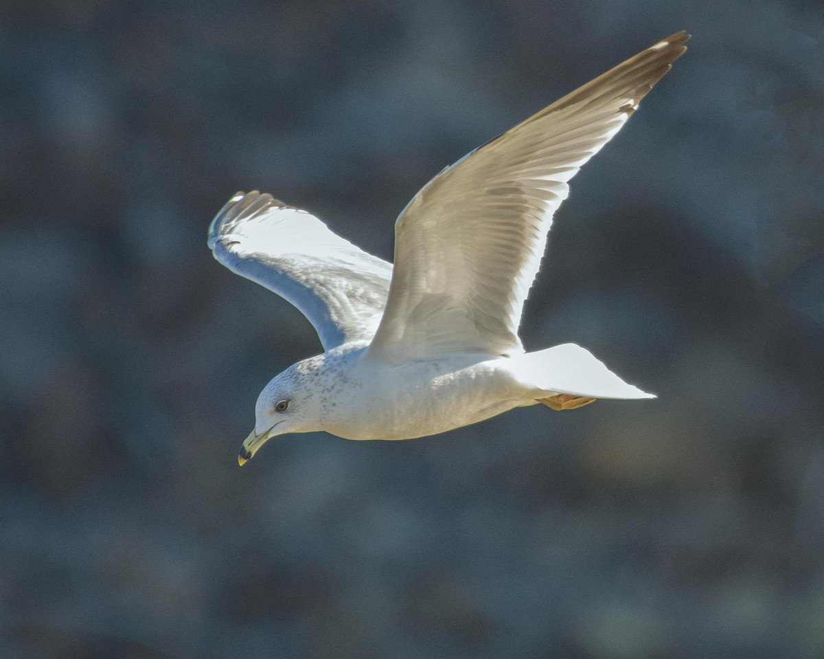 Ring-billed Gull - ML532588181