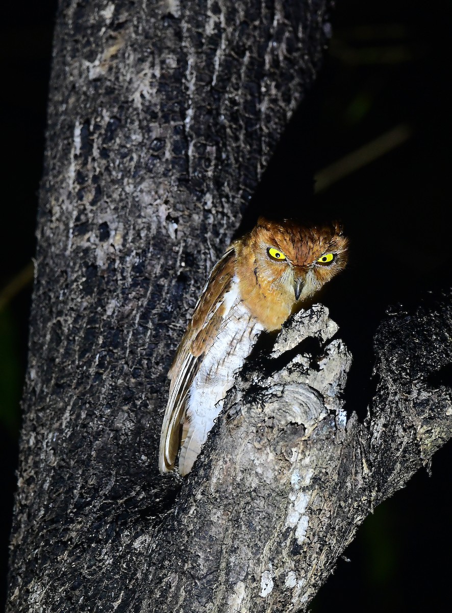 Oriental Scops-Owl - ML532589941