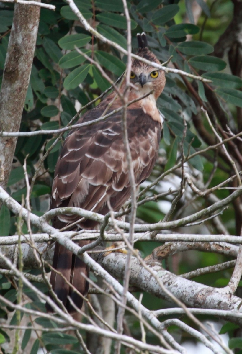 Wallace's Hawk-Eagle - ML532589961