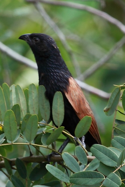 Lesser Coucal - ML532590251