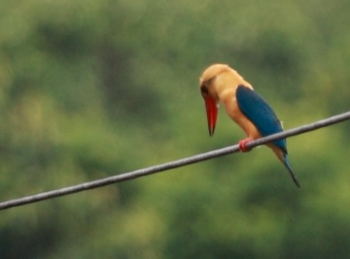 Stork-billed Kingfisher - ML532590411