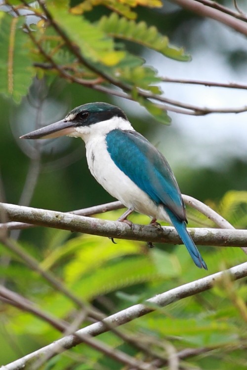 Collared Kingfisher - ML532590441