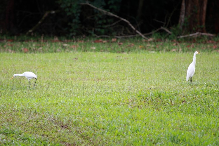 Eastern Cattle Egret - ML532590461