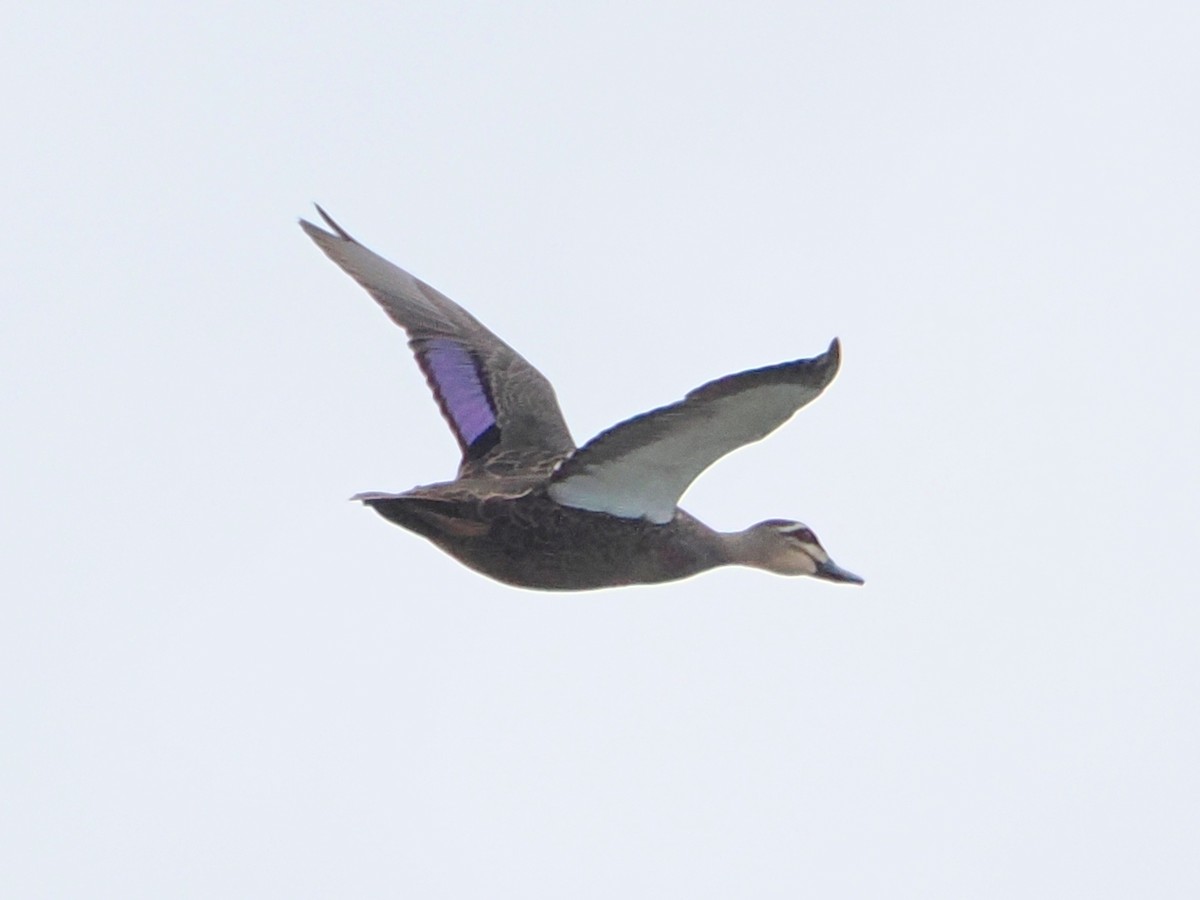 Pacific Black Duck - ML532590661