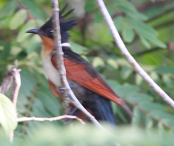 Chestnut-winged Cuckoo - ML532590671