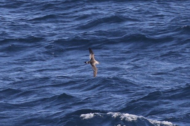 Great Shearwater - ML532590701