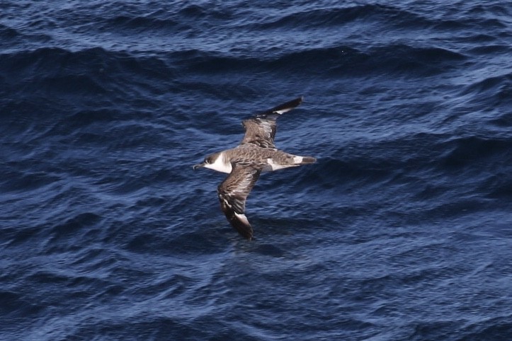 Great Shearwater - ML532590711