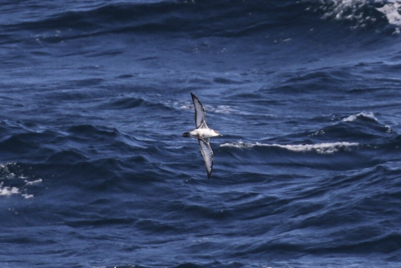 Great Shearwater - ML532590721