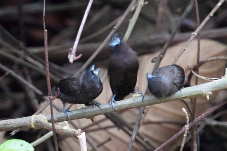 Dusky Munia - ML532591051