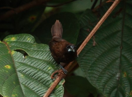 Dusky Munia - ML532591061