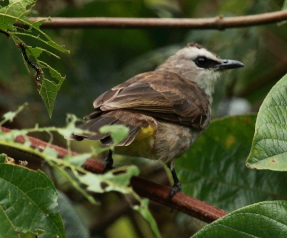 Yellow-vented Bulbul - ML532591081