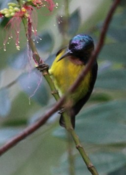 Brown-throated Sunbird - ML532591101