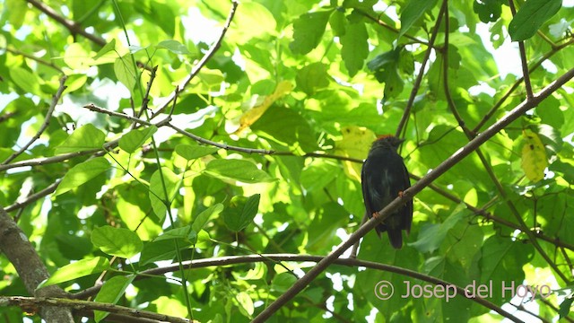 Lance-tailed Manakin - ML532591431