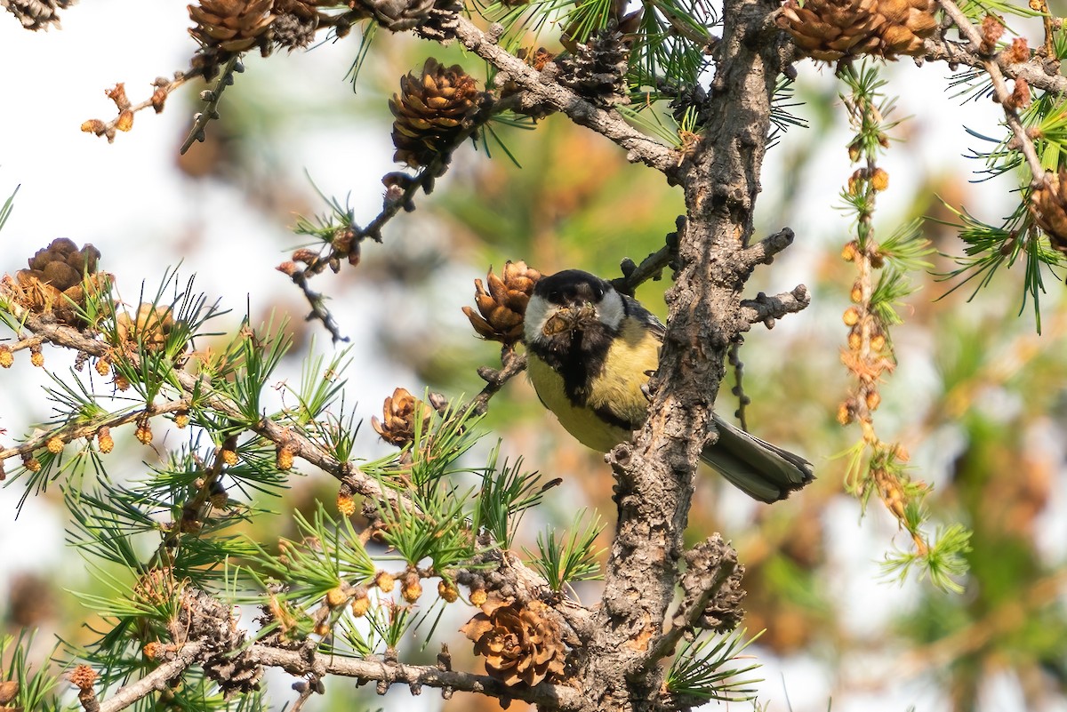 Great Tit (Great) - ML532593001