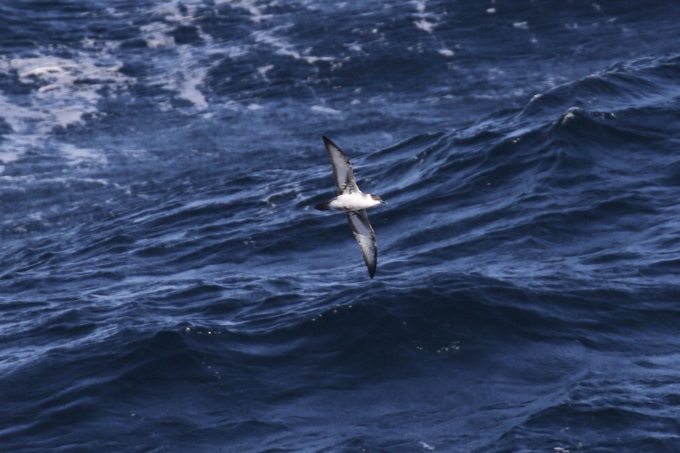 Great Shearwater - ML532593041