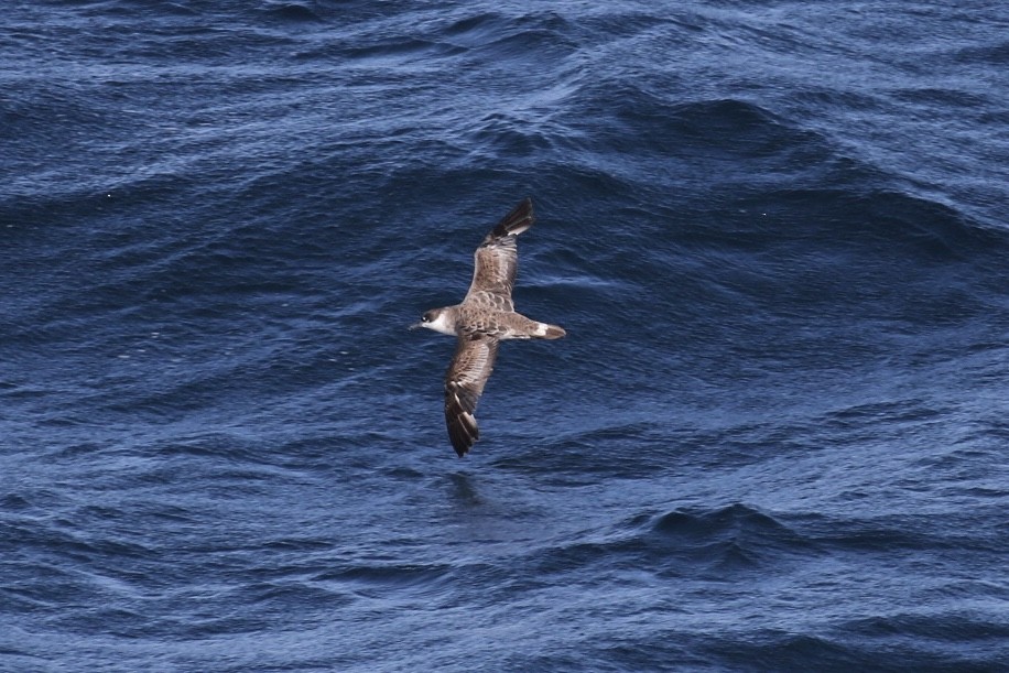 Great Shearwater - ML532593051