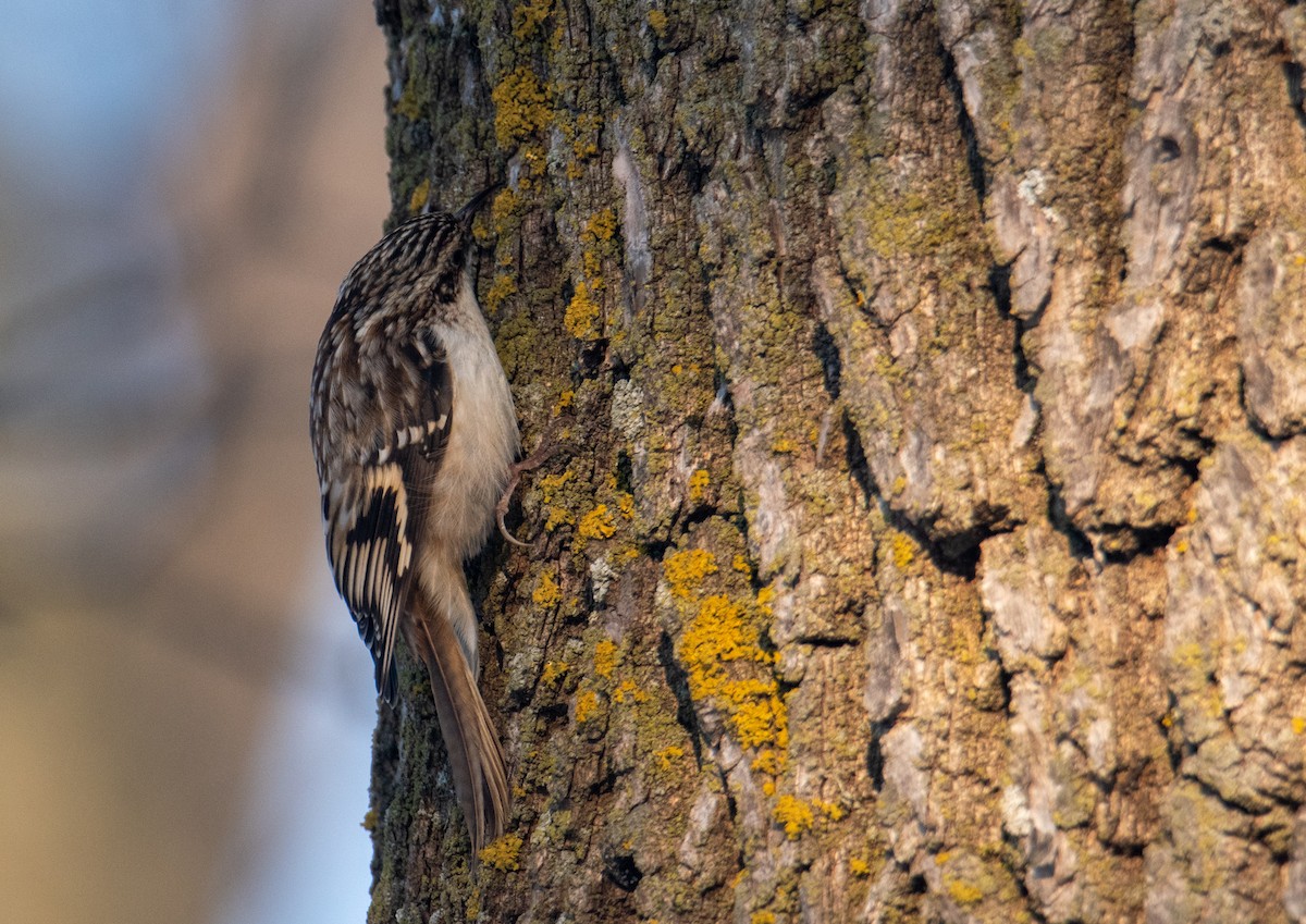 Brown Creeper - Joshua  Vincent