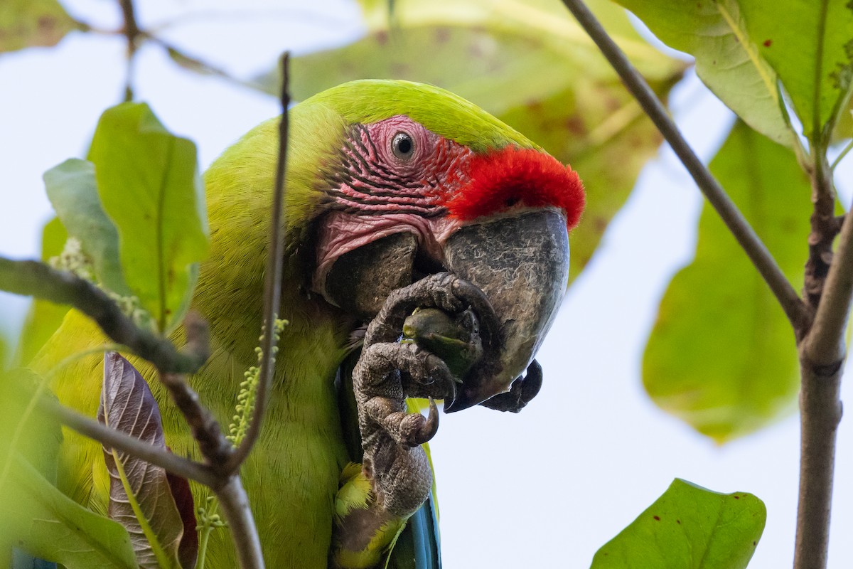 Great Green Macaw - ML532593351