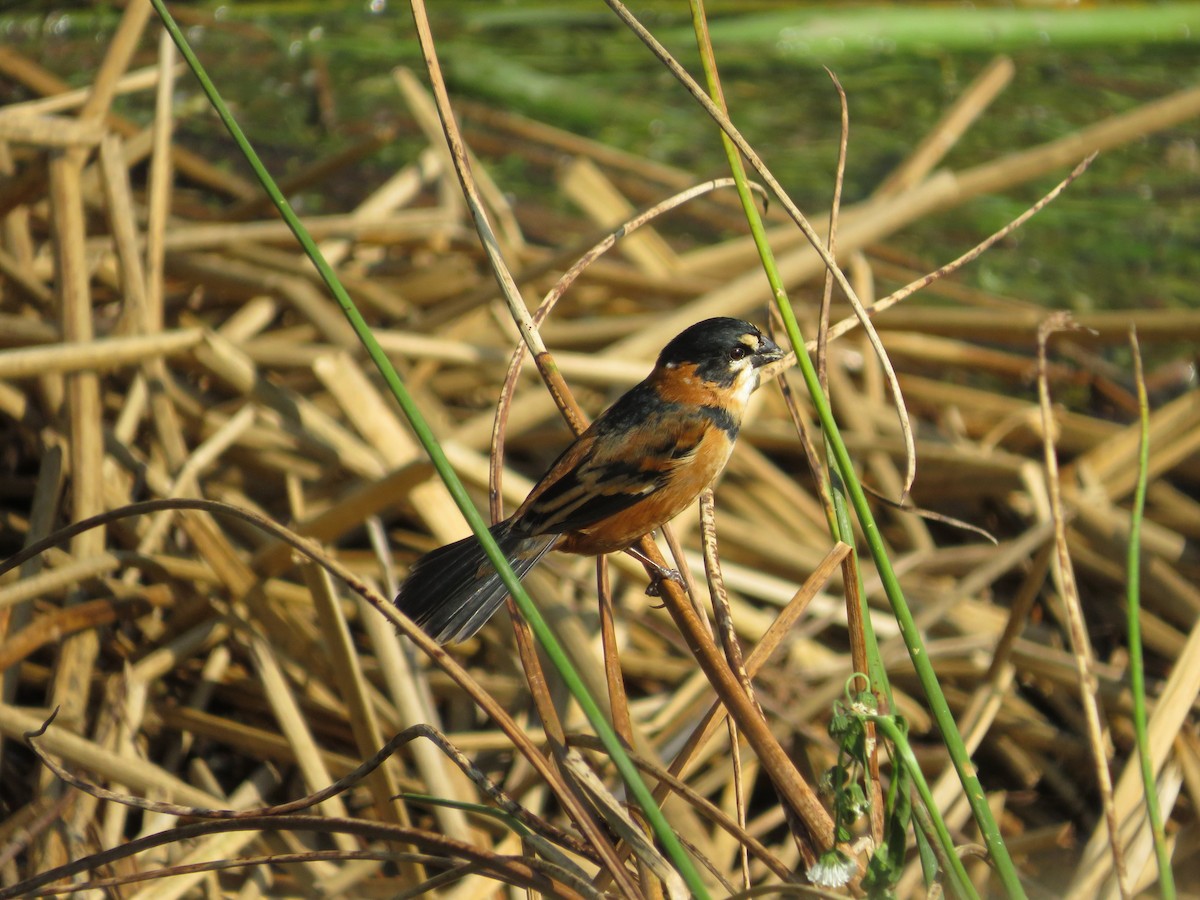 Rusty-collared Seedeater - ML532594981