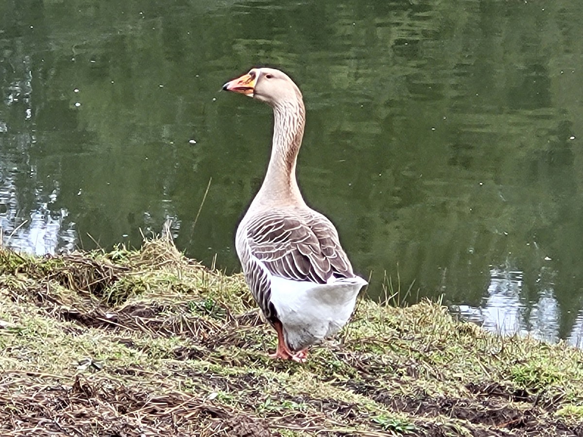 галуу (тэжээмэл) - ML532595431