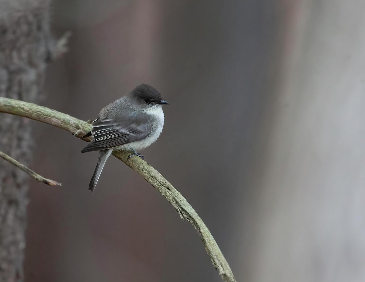 Eastern Phoebe - Brian Smith