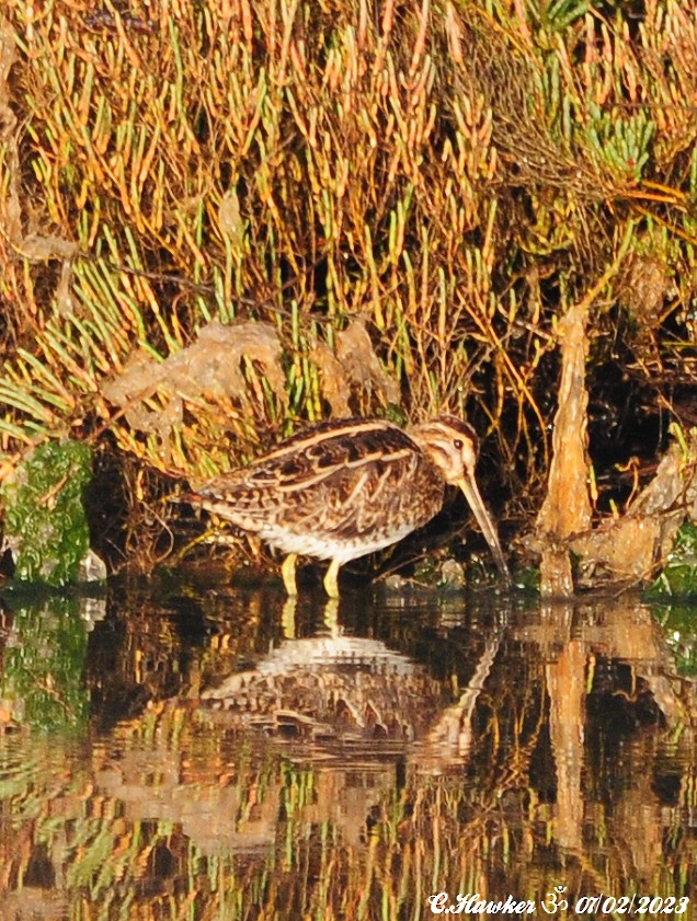 Common Snipe - ML532598531