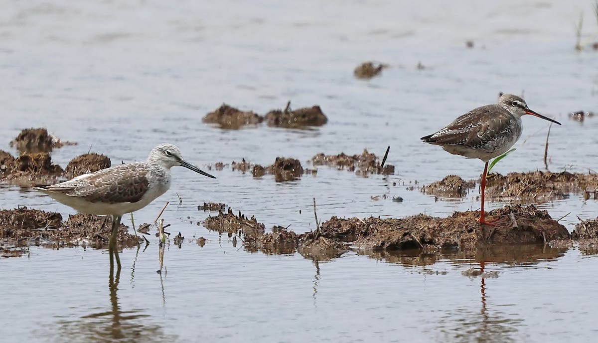 Spotted Redshank - ML532599341