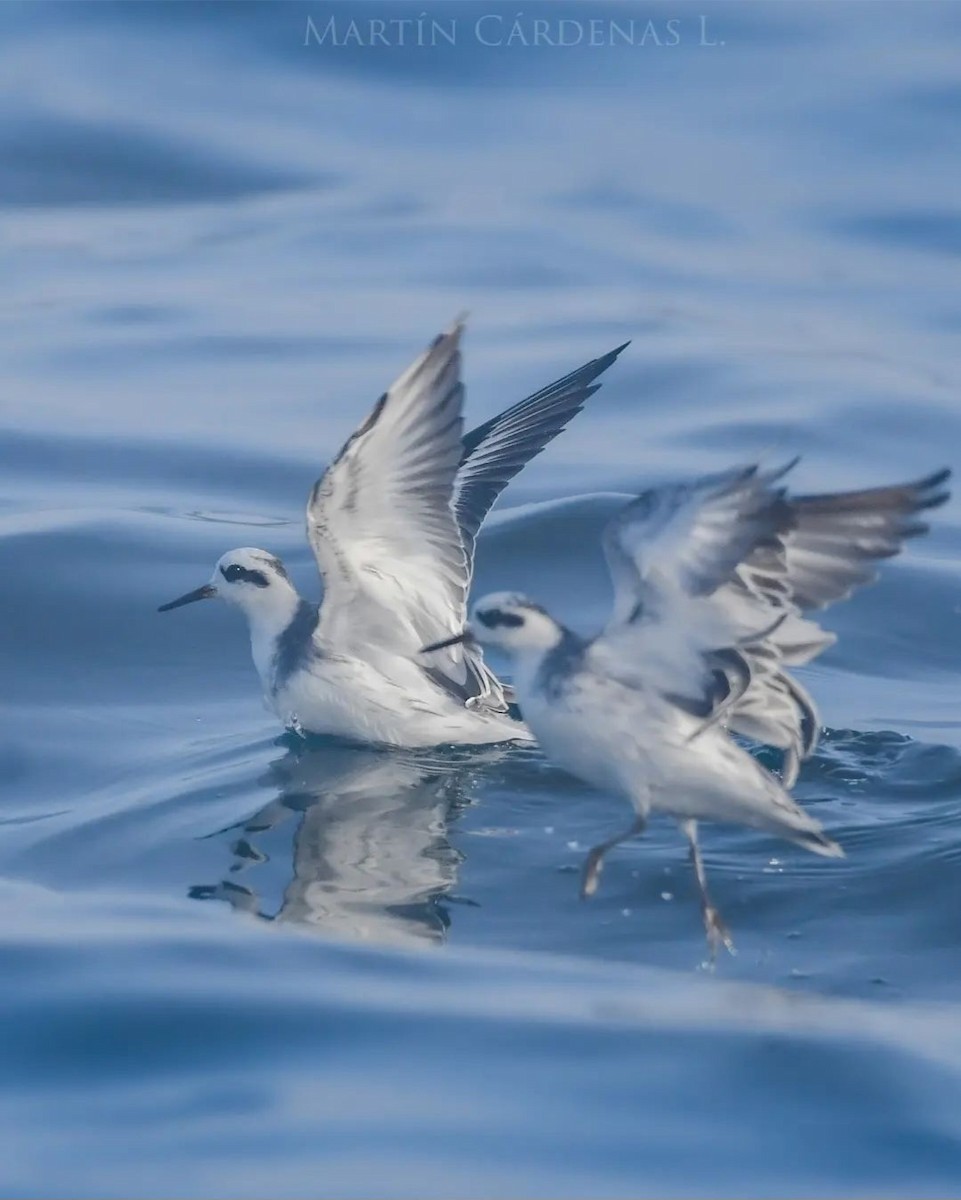 Red Phalarope - ML532599381