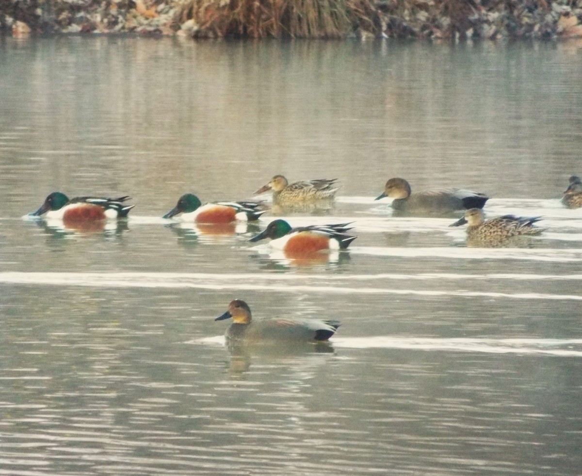 Northern Shoveler - ML532602491